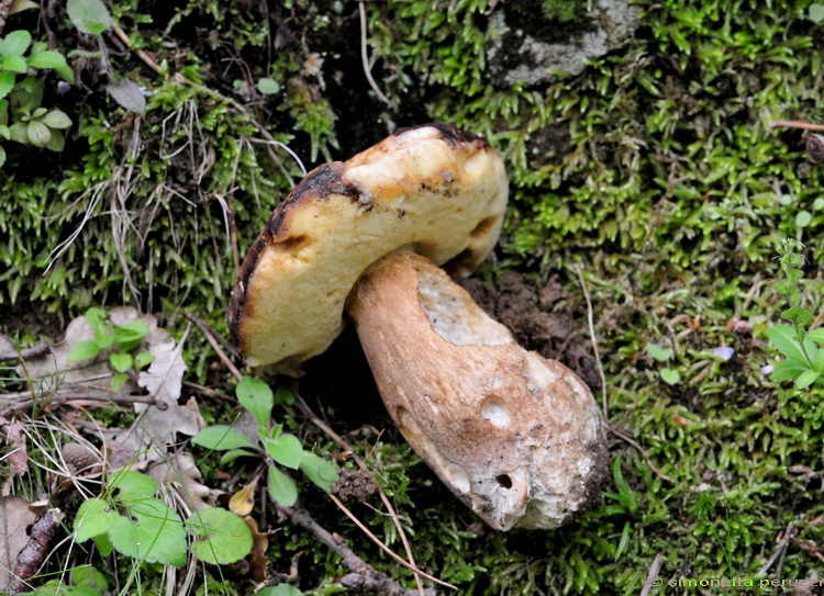 I primi di stagione...